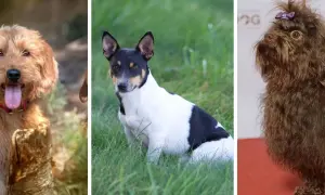 Trzy psy: rudy kudłacz, czarno-biały terier i brązowy piesek z kokardką. Ciekawe nowe rasy psów.