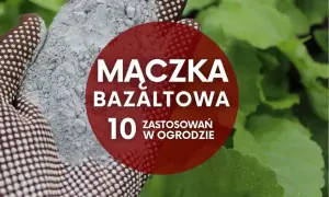Ręka w rękawicy trzyma mączkę bazaltową. Na czerwonym tle napis: "Mączka bazaltowa - 10 zastosowań w ogrodzie".