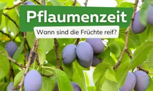 Reife Pflaumen hängen an einem Baum. Die Frage "Wann sind Pflaumen reif?" wird gestellt, um den perfekten Erntezeitpunkt zu finden.