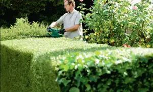 Mann mit Heckenschere in der Hand, um eine formschnitt hecke zu trimmen. Rosen blühen im Hintergrund.