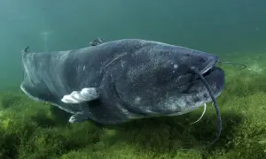 Ein großer Wels schwimmt im grünen Wasser über Seegras. Seine Haut ist dunkel und glatt, ohne sichtbare Schuppen.