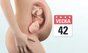 Gravid vecka 42. En bebis ligger i livmodern, redo att födas.
