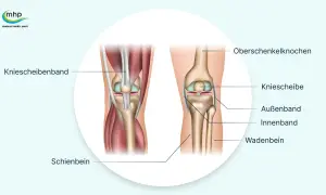 Anatomie des Knies mit Beschriftungen. Hilft bei der Erklärung von Knieschmerzen nach langem Sitzen.