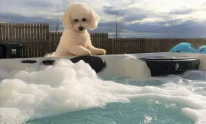 Uroczy bichon frise w wannie z hydromasażem. Zastanawiasz się nad bichon frise cena?