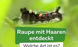 Eine schwarze Raupe mit Haaren, roten Punkten und weißen Büscheln auf einem Blatt. Sie ist Teil einer Entdeckung, die zur Identifizierung der Art anregt.