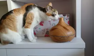 Gato tricolor olisquea un difusor de aromas. ¡Cuidado! El romero puede ser tóxico para gatos si lo ingieren.