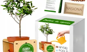 Jaka ziemia do oliwki europejskiej? Oto kluczowe wskazówki dla ogrodników
