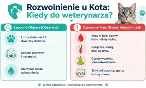 Grafika pokazuje, jak zachęcić kota do jedzenia, rozróżniając łagodne objawy od czerwonych flag. Kot z zielonymi oczami patrzy z góry.