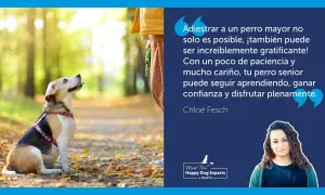 Un perro sentado en un parque otoñal, mirando hacia arriba con atención. El texto resalta cómo educar a un perro adulto es posible y gratificante.