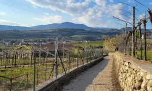 En grusväg leder genom böljande vingårdar i Valpolicella, med kullar och en liten stad i bakgrunden under en molnig himmel.