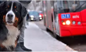 Jaki bilet dla psa w autobusie? Sprawdź zasady i ceny w miastach