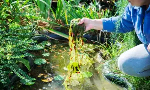 Person entfernt mit der Hand Wasserpest aus einem Teich. Kleine Fische schwimmen im Wasser.