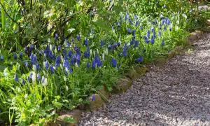 Blue and white grape hyacinths bloom along a gravel path bordered by stones.