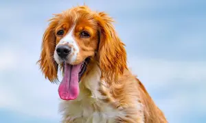 Ein brauner Hund mit langer Zunge hechelt, vielleicht wegen der Hitze oder leichtem Stress.