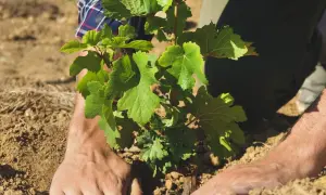 Ręce delikatnie sadzą młodą winorośl. To pierwszy krok, by dowiedzieć się, jak sadzić winogrona i cieszyć się własnym winem.