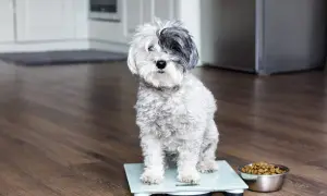 Ein kleiner, flauschiger Hund sitzt auf einer Waage, daneben ein Napf mit Futter. Er ist ein fetter Hund, der abnehmen muss.