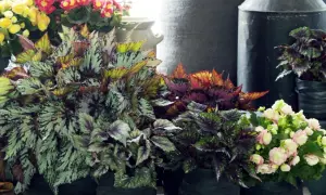 Kolekcja begonia odmiany w doniczkach. Liście w odcieniach zieleni, srebra, czerwieni i fioletu. W tle kwitnące begonie w kolorach żółtym i różowym.