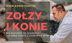 Weterynarz bada konia, który może mieć zołzy. Informacje o zakażeniu i leczeniu.