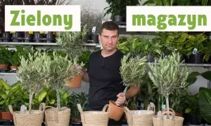 Jak przycinać oliwkę, aby uniknąć błędów i uzyskać zdrowe drzewko