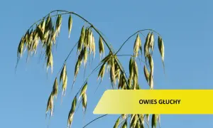 Chwast stepowy: co warto wiedzieć o burzanie i jego cechach