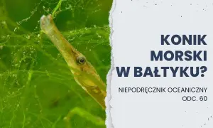 Czy koniki morskie żyją w Bałtyku? Oto zaskakujące odpowiedzi