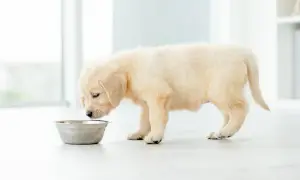Uroczy szczeniak golden retrievera pochyla się nad miską, ale pies nie chce jeść.