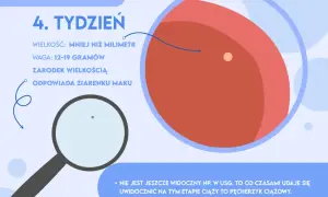 Ciąża w 4 tygodniu: objawy, rozwój płodu i zmiany w organizmie