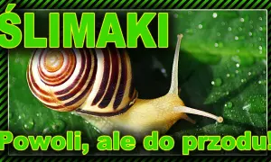 Jak ślimaki się rozmnażają? Odkryj fascynujący proces ich życia