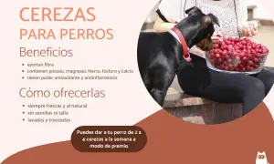 Un perro mira un tazón de cerezas. Las cerezas son buenas para los perros, aportando fibra y nutrientes.