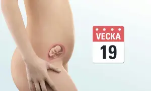 Gravid v 19. En illustration visar en gravid mage med en bebis i livmodern. Bredvid syns en kalender som visar vecka 19.