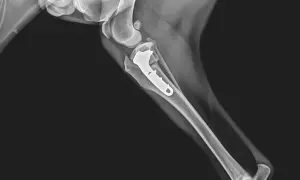 Radiografía de rodilla de perro con placa de metal para reparar el ligamento cruzado.