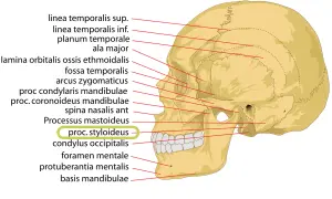 Schädelansicht mit Beschriftungen. Der processus styloideus ulnae ist hervorgehoben.