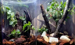 Jak urządzić terrarium dla modliszki, aby zapewnić jej idealne warunki