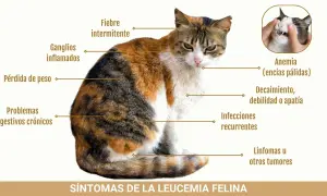 Gato tricolor con síntomas de leucemia felina: fiebre, ganglios inflamados, pérdida de peso, anemia, apatía, infecciones y tumores.