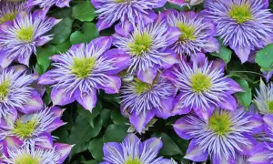 Nahaufnahme von violetten Clematisblüten mit grünen Blättern. Der richtige Zeitpunkt für clematis schneiden ist wichtig für üppiges Wachstum.