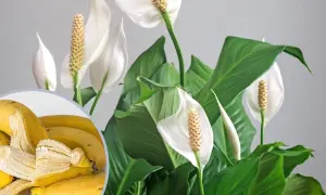 Domowy nawóz ze skórek banana: Jak zrobić dla kwitnących roślin?