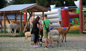 Rodzina odwiedza mini zoo w Zakopanem, karmiąc alpaki i owce.