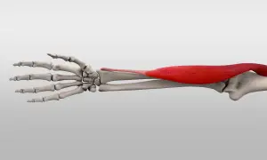 Der rote Muskel brachioradialis spannt sich über dem Unterarmknochen und der Hand.