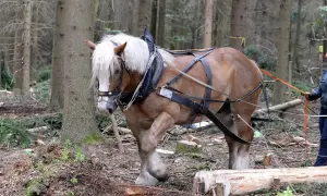 Koń pociągowy, z grzywą jak u lwa, pracuje w lesie, ciągnąc drewno.