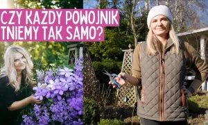 Jak długo kwitnie powojnik? Odkryj sekrety długiego kwitnienia