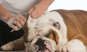 Delikatne czyszczenie uszu buldoga. Pies ma ciepłe uszy, a jego opiekun ostrożnie wyciera je chusteczką.
