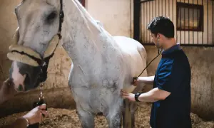 Weterynarz osłuchuje białego konia, sprawdzając, czy nie ma objawów pasożyta koni.