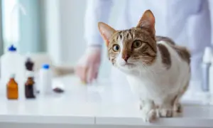 Kot na stole weterynaryjnym, obok leków. Czy fip jest zaraźliwy? Weterynarz w tle.