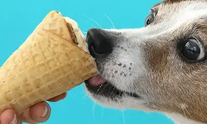 Czy pies może jeść lody? Ten piesek z pewnością chciałby spróbować! Jego oczy błyszczą na widok lodów w wafelku.