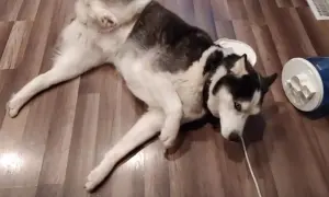 Mi perro se cae de repente, rodando por el suelo. Parece que se ha tropezado con algo.