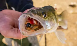 Ein Angler hält einen Zander, dessen weit geöffnetes zander maul einen bunten Köder zeigt.