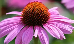 Nahaufnahme einer lila Blüte mit einem orange-braunen Kegel. Ein robuster sonnenhut winterhart, der auch bei Kälte Farbe in den Garten bringt.