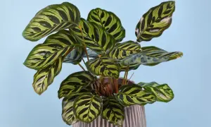 A striking calathea plant with bold green and yellow stripes. Keep this beautiful plant away from cats, as calathea is toxic to cats.