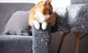 An orange cat sits on a torn couch armrest, a visual reminder of how to stop cats from scratching furniture.