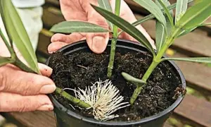 Hände pflanzen Oleander-Stecklinge mit Wurzeln in Erde. So gelingt das Oleander vermehren.